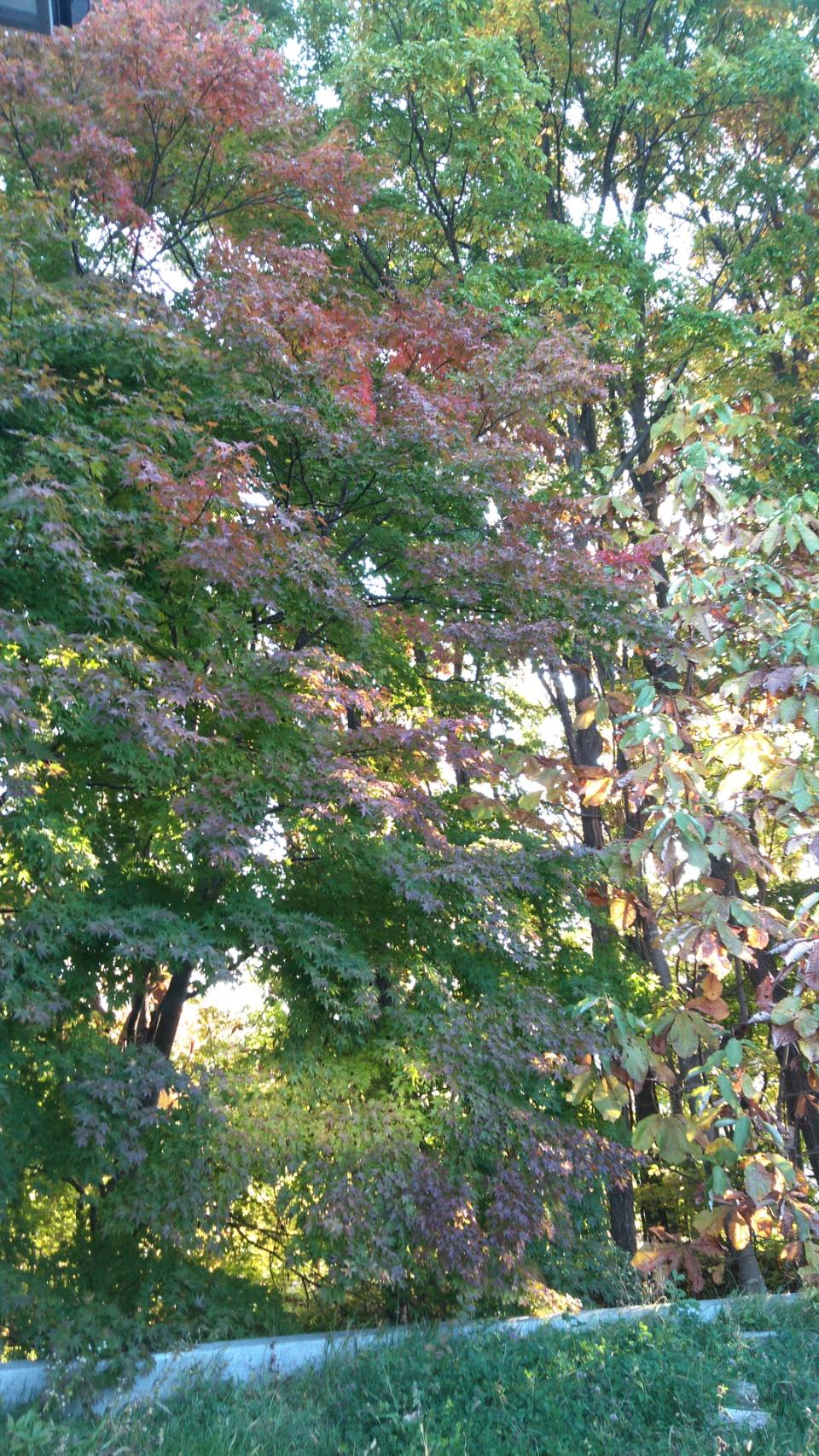 紅葉